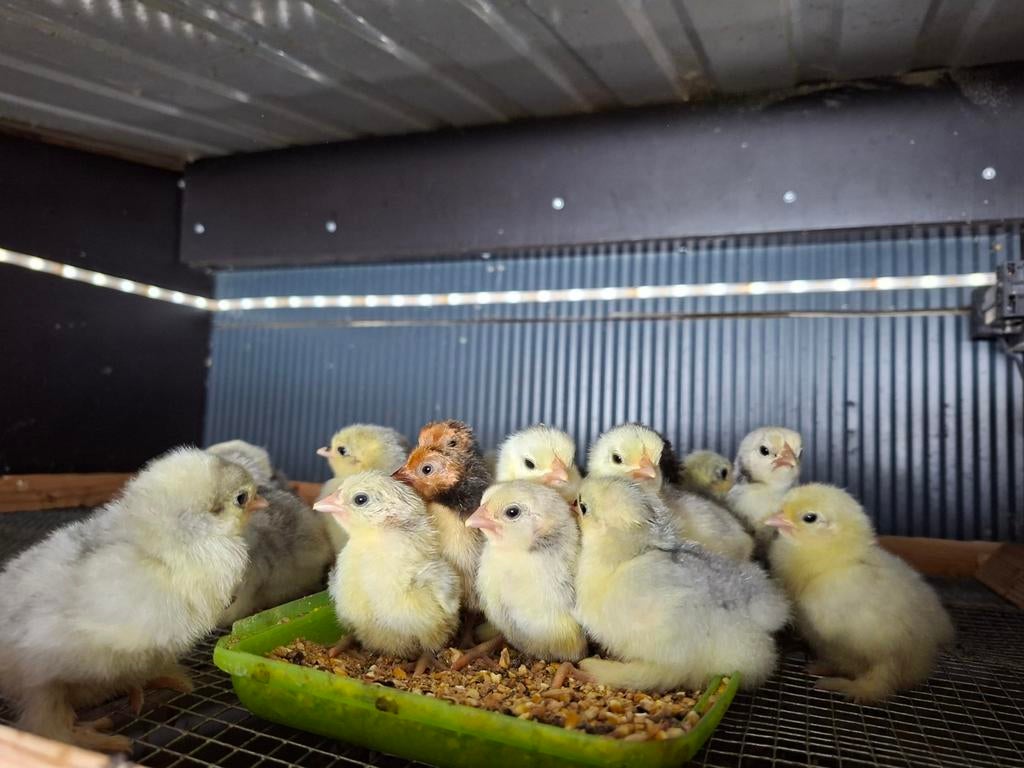 Jonge cochin hennetjes parelgrijs, Dieren en Toebehoren, Vrouwelijk