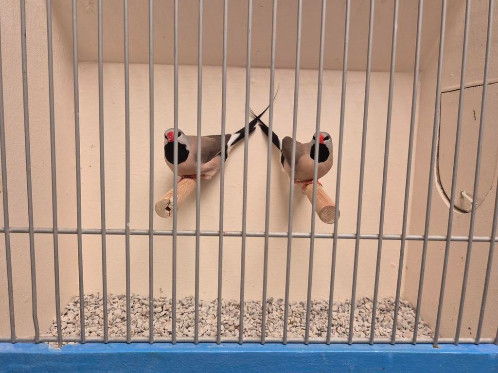 Verschillende koppels Spitstaart Amadines, Dieren en Toebehoren, Meerdere dieren