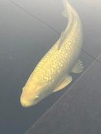 Zeer mooi Ginrin Chagoi, Karper of Koi