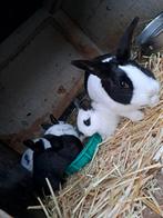 Jonge Konijnen, Dieren en Toebehoren, Meerdere dieren, Middelgroot, 0 tot 2 jaar