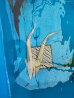 Albino steuren 60-70 cm desgewenst bezorgd aan huis, Steur