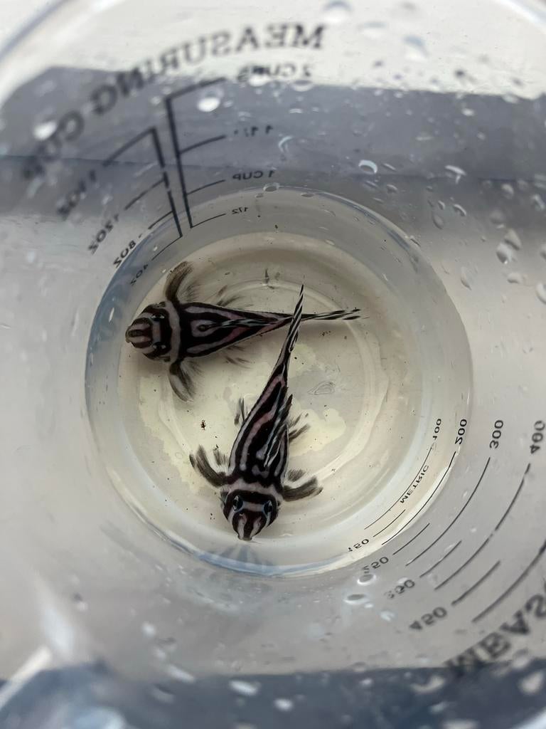 Unieke Kans: 2x L46 Zebra Pleco Mannen (Hypancistrus Zebra), Vis