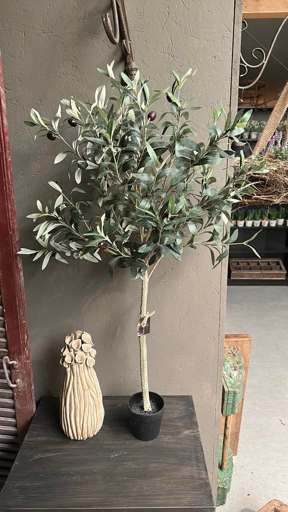 Zijde Olijfboom, Ophalen of Verzenden