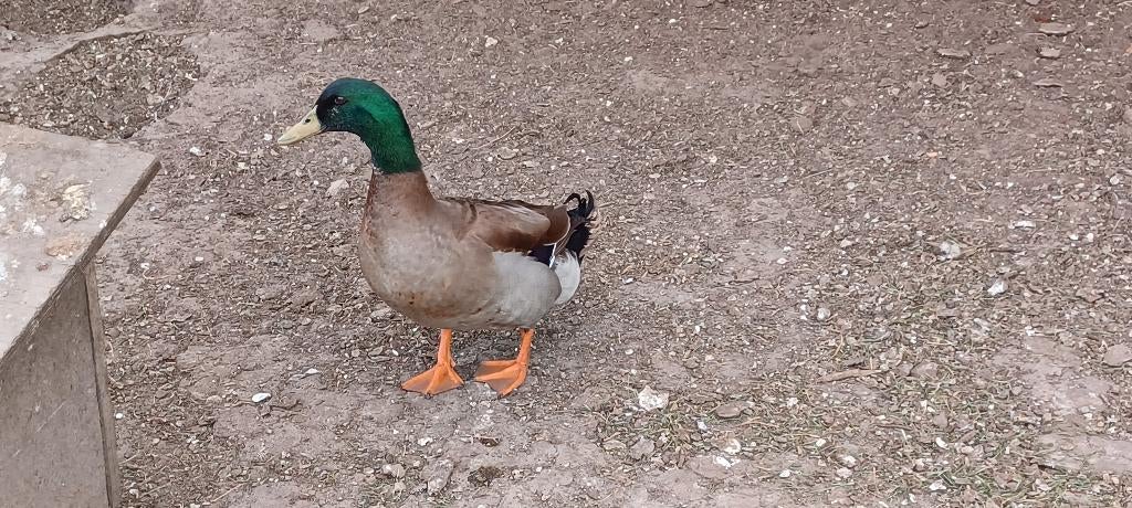 Rouaan eend woerd, Mannelijk, Eend