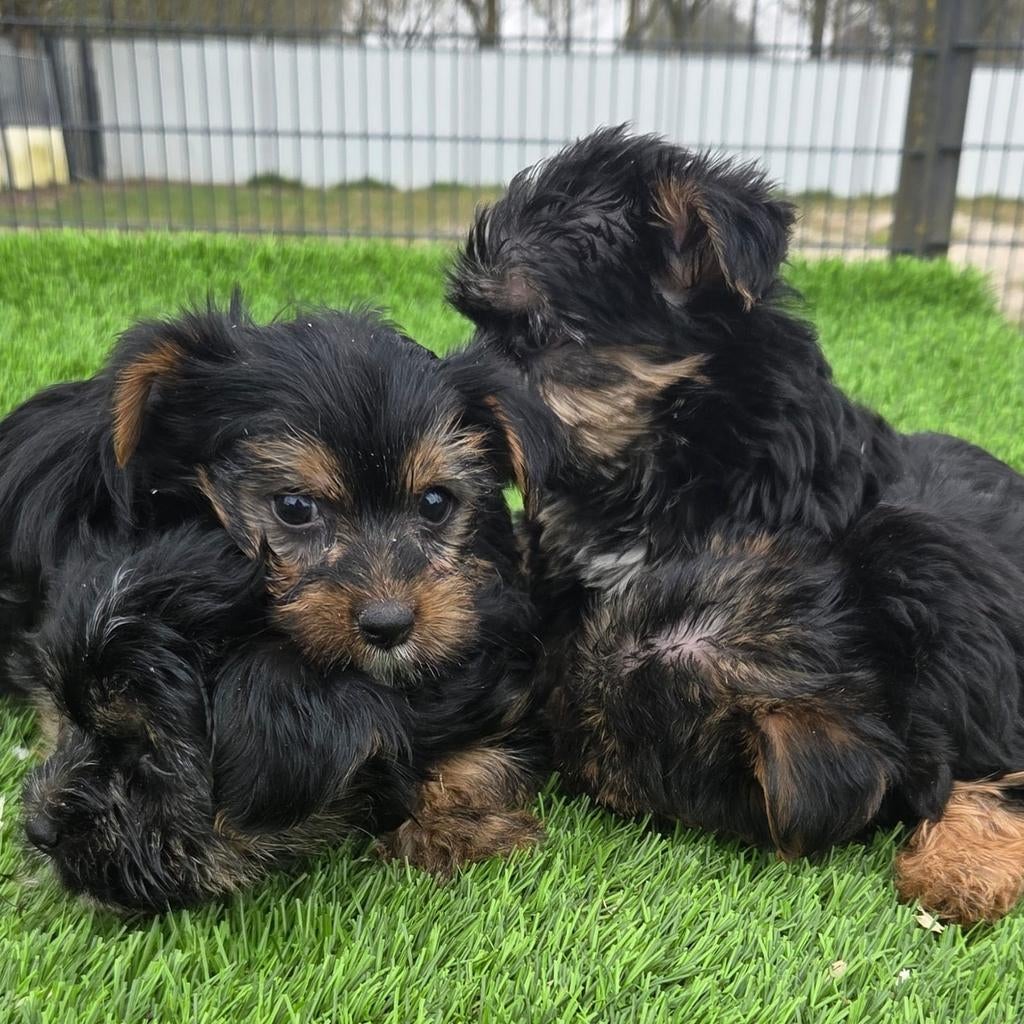 Te koop leuke mini Yorkshire Terriër pups, Dieren en Toebehoren, Honden | Jack Russells en Terriërs, Nederland, 8 tot 15 weken