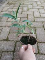 Buddleja paars, Ophalen, Vlinderstruik, Struik