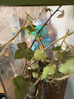 Wandelende takken, Dieren en Toebehoren, Wandelende tak