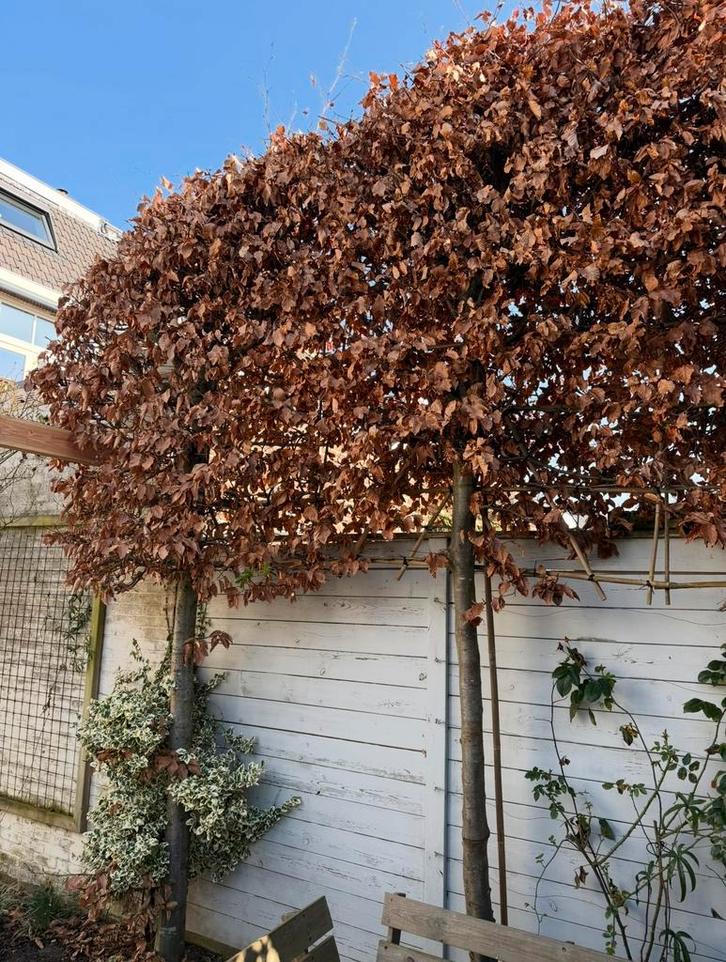 2 prachtige grote leibeuken leibomen, Tuin en Terras, Planten | Bomen, Leiboom, 250 tot 400 cm, Halfschaduw, Lente, Ophalen