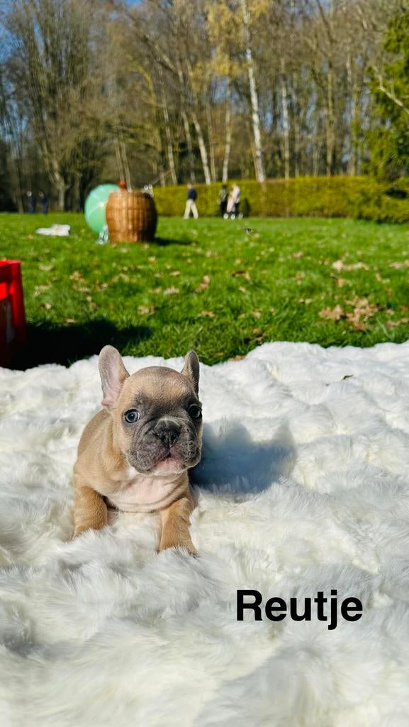 Franse Bulldog, Dieren en Toebehoren, Parvo, België, Particulier, 8 tot 15 weken