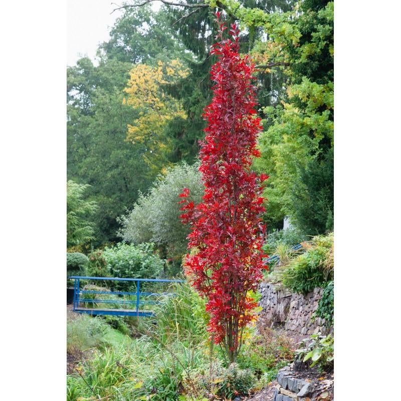 Zuil moeraseik /Quercus palustris 'Green Pillar', Tuin en Terras, Planten | Bomen, Lente, 100 tot 250 cm, Zuilboom, Ophalen