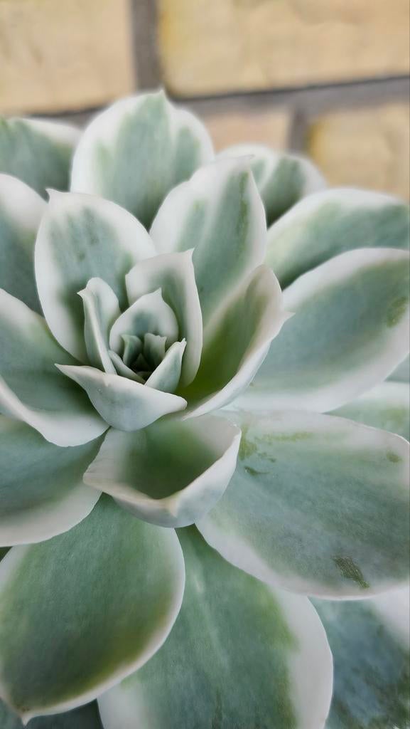 Echeveria Lemon Roze variegated vetplant succulent, Vetplant, Ophalen of Verzenden, In pot, Minder dan 100 cm