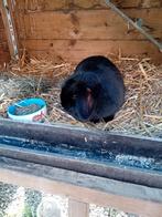 Dwerghangoor, Dieren en Toebehoren, Vrouwelijk, 3 tot 5 jaar