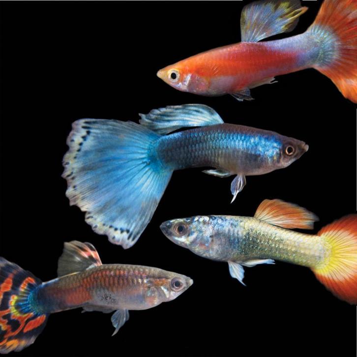 Prachtige gekleurde Guppen - mannen en vrouwen, Dieren en Toebehoren, Vissen | Aquariumvissen, Zoetwatervis, Vis, Schoolvis