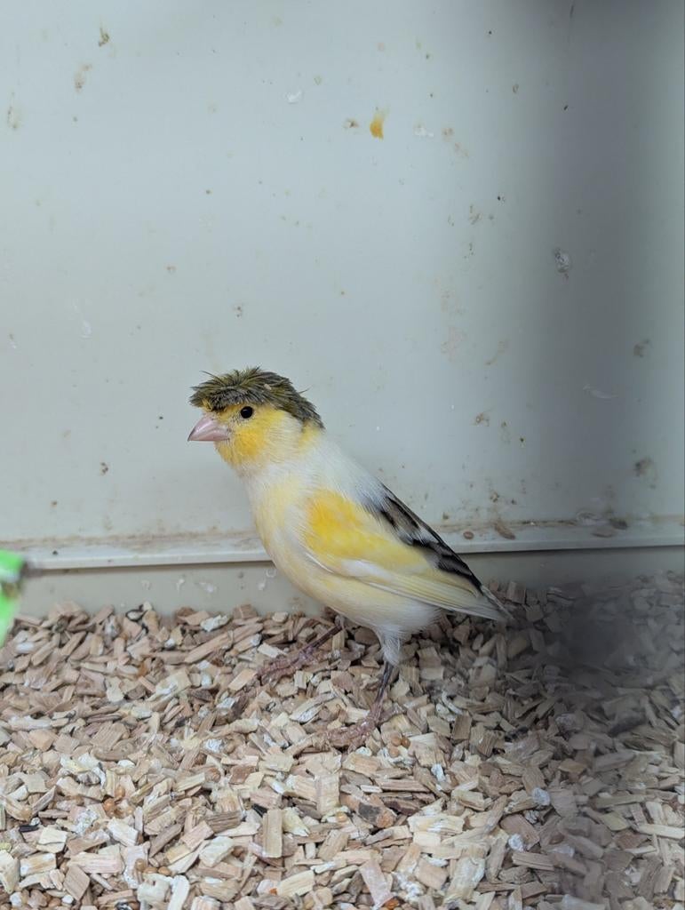 Harlekijn kanaries., Dieren en Toebehoren, Meerdere dieren