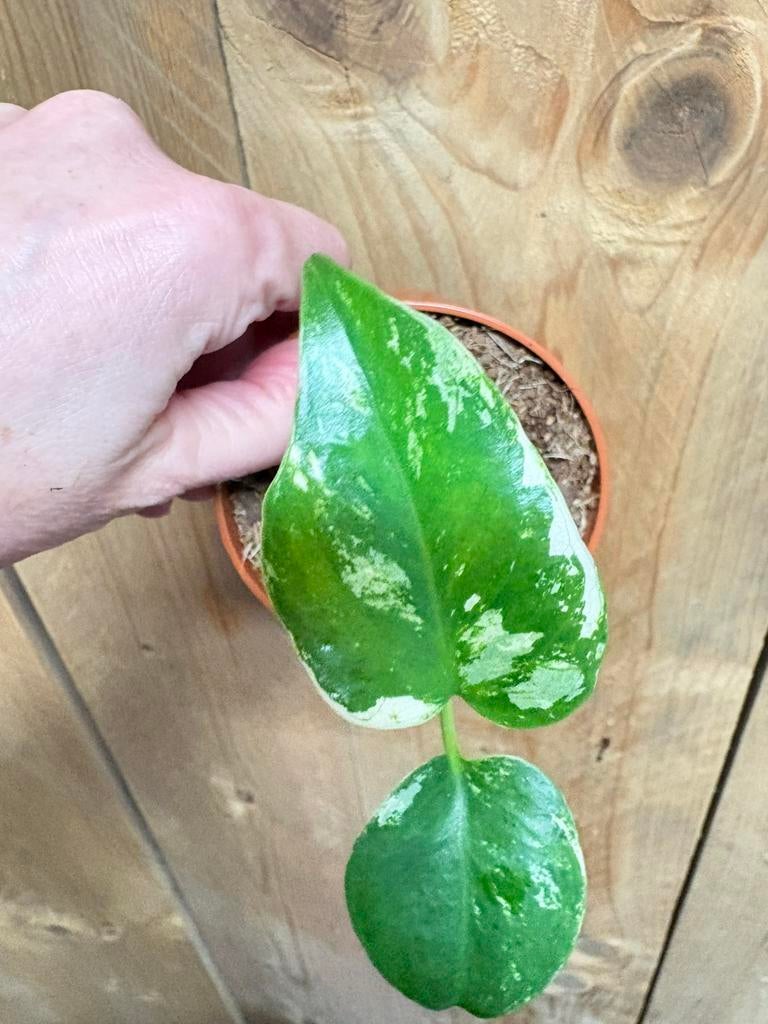 Monstera deliciosa variegata plant albo white wit mint, Huis en Inrichting, Kamerplanten, Ophalen of Verzenden, Halfschaduw, Minder dan 100 cm