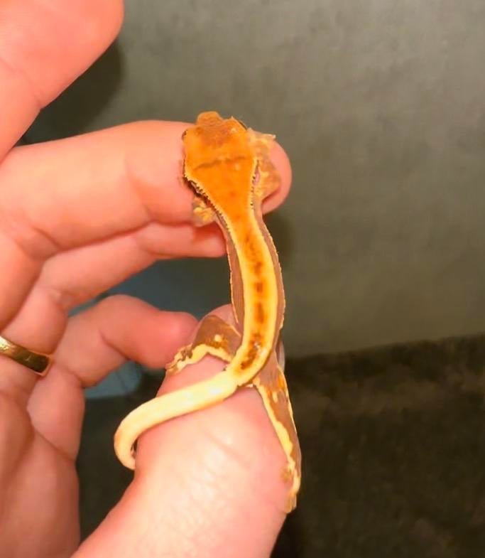 Wimpergekko baby lilly white, Dieren en Toebehoren, Reptielen en Amfibieën, Hagedis, 0 tot 2 jaar