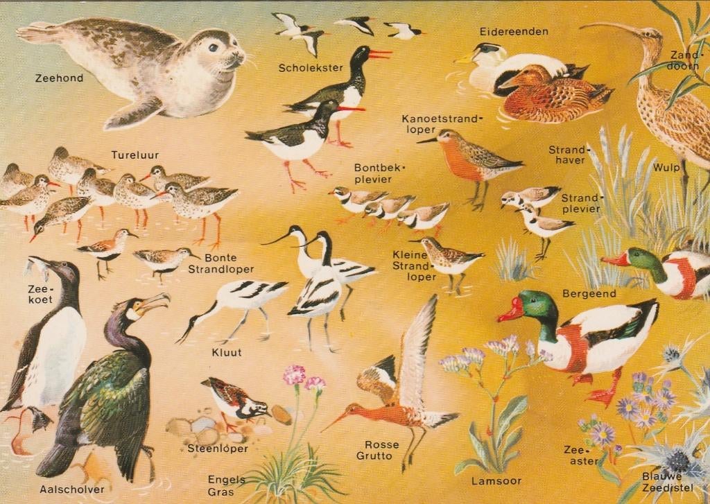 NOORDZEE Fauna, Verzamelen, Verzenden, 1980 tot heden, Gelopen, Zuid-Holland