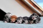 Main coon kittens, Meerdere dieren