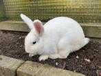 Mooi en leuk jong konijn, rammelaat, 8 maanden oud!, Ophalen of Verzenden