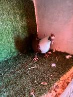 Syrische Duiven, Vrouwelijk, Kropper