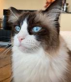 Ragdoll broer en zus zoeken nieuw veilig thuis, Meerdere dieren, Met stamboom, 6 jaar of ouder