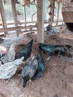 Broed eieren. Sumatra kippen., Dieren en Toebehoren, Pluimvee, Geslacht onbekend, Kip