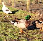 Kwaker eend, Mannelijk, Eend