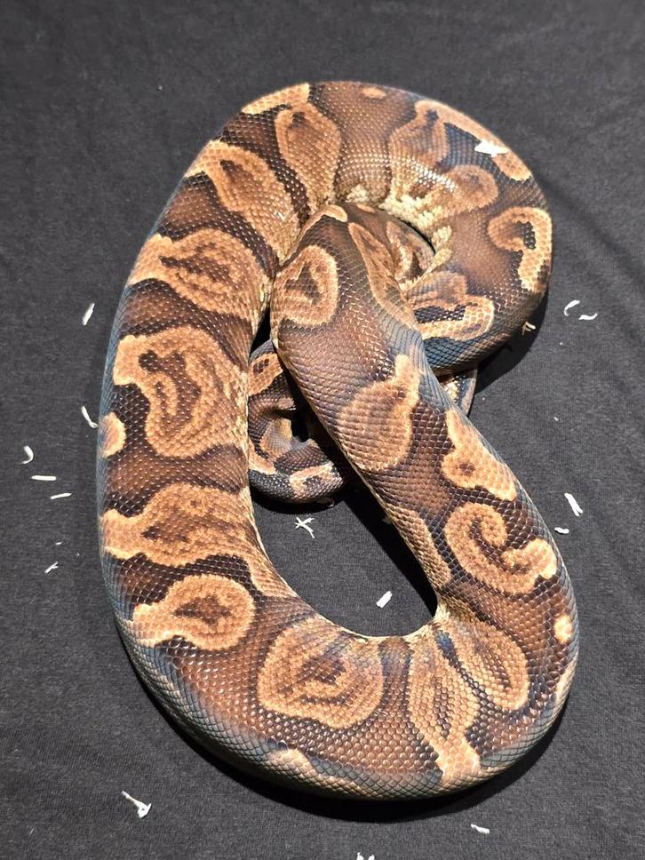 0.1 ghi DH candy pied ball python Ball Python - female for sale from martijn