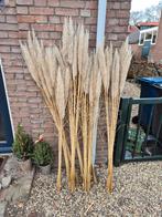 Pampasgras pluimen - decoratief, Ophalen, Zo goed als nieuw