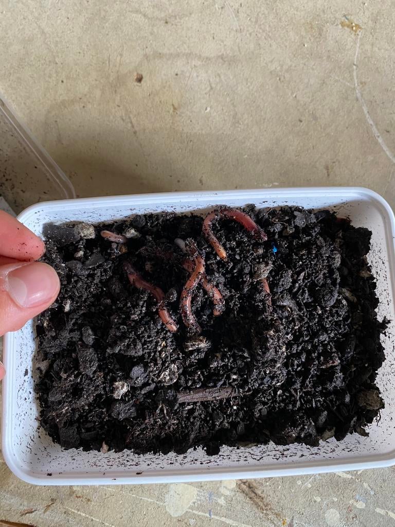 NIEUW Evezet Bamibak Wormen (goed gevuld), Overige typen, Nieuw, S, H