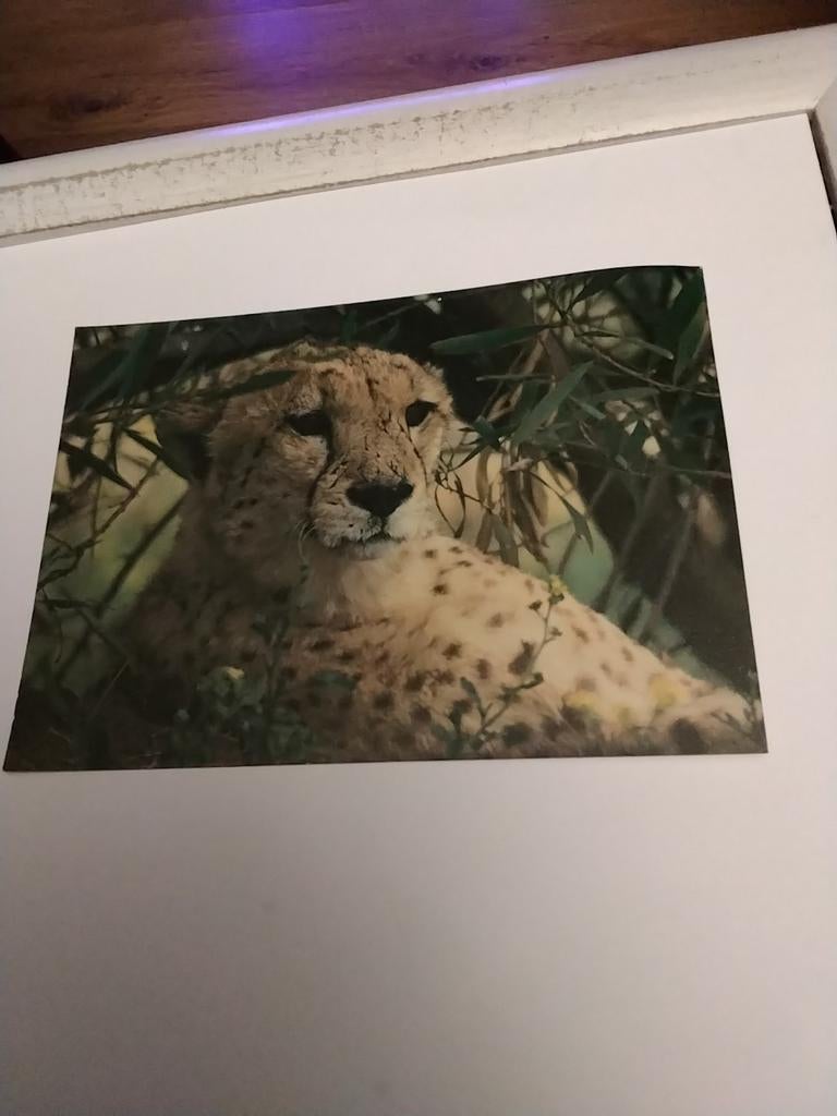 CHEETAH, Ophalen of Verzenden, Sterren en Beroemdheden
