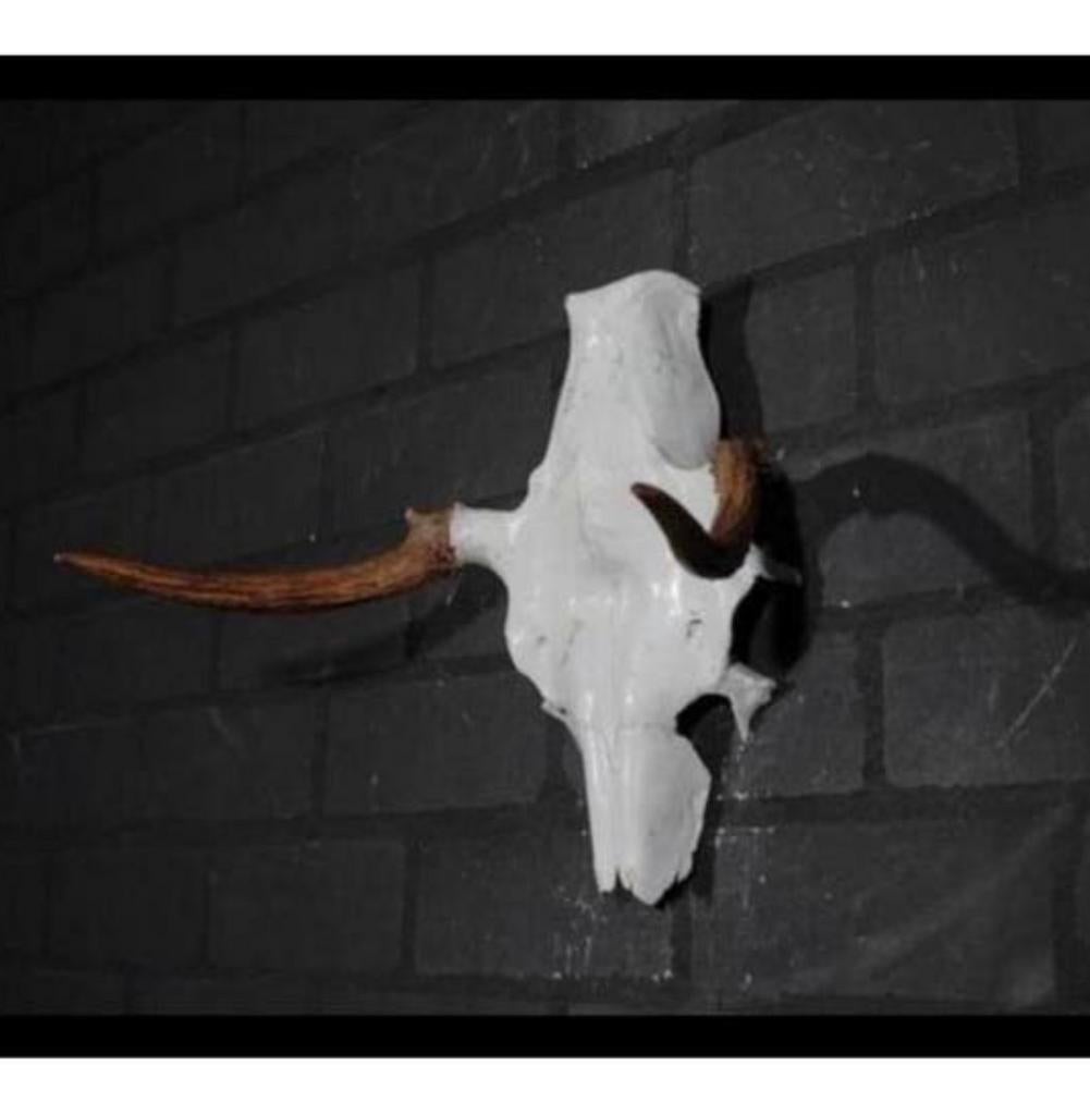 Eland Schedel Large Northern Elk Moose skull - Alces alces, Verzamelen, Dierenverzamelingen, Ophalen of Verzenden, Zo goed als nieuw