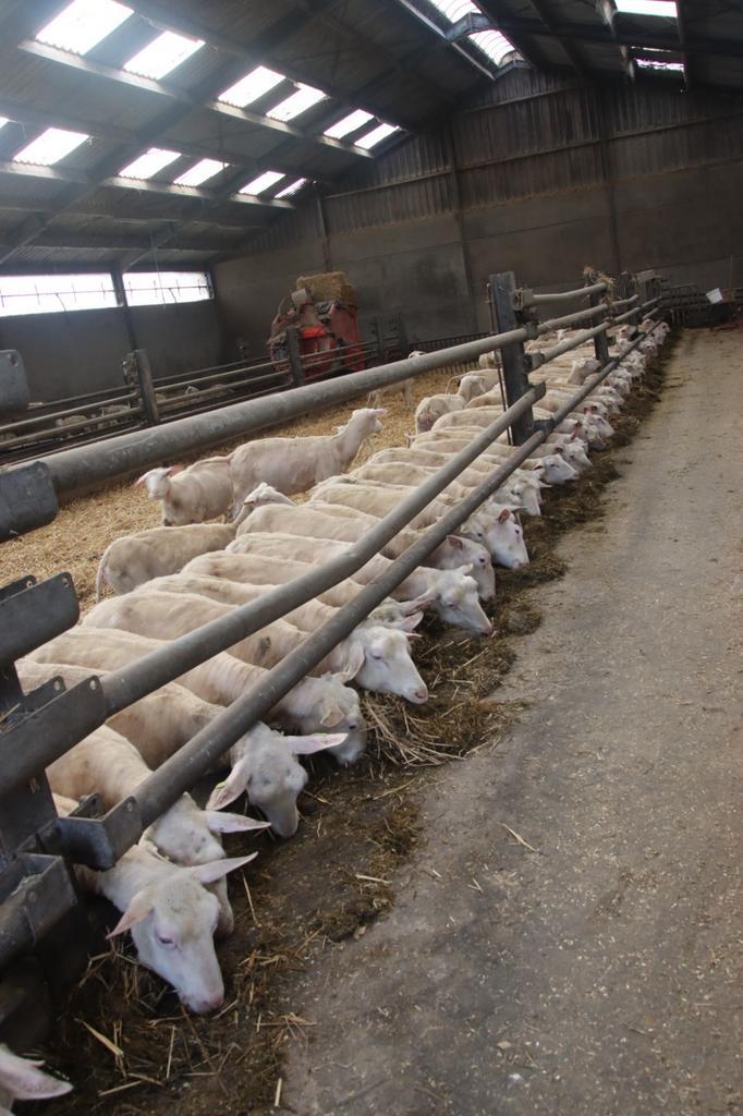 Koppel Zeeuws Melkschapen, Dieren en Toebehoren, Schapen, Geiten en Varkens, Schaap, Meerdere dieren