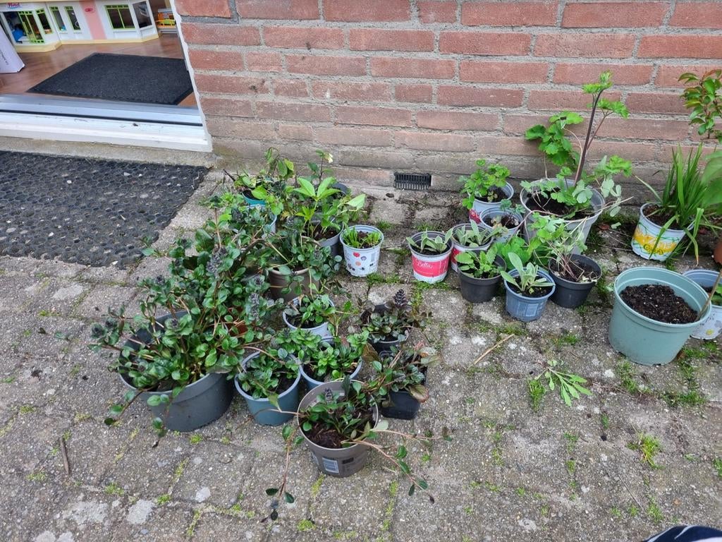 Diverse buitenplanten, Ophalen, Vaste plant, Bodembedekkers