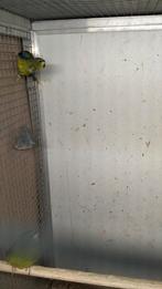 Wildkleur elegant parkiet pop, Dieren en Toebehoren, Vogels | Parkieten en Papegaaien, Vrouwelijk, Parkiet