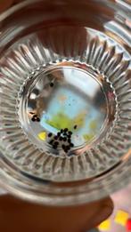 Wandelende tak eitjes, Wandelende tak