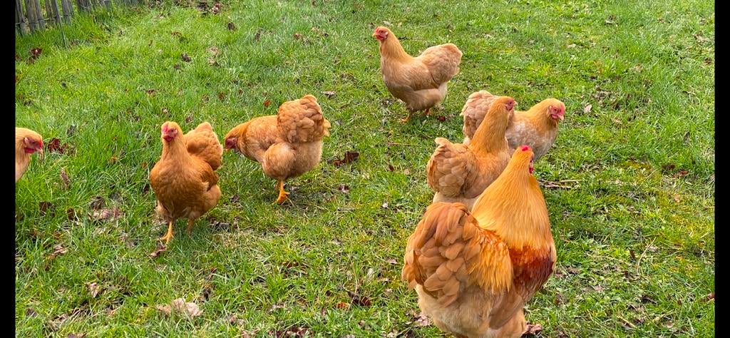 Broedeieren Wyandotte Buff kriel, Dieren en Toebehoren, Pluimvee, Geslacht onbekend, Kip