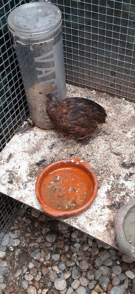 Japanse kwartel, Dieren en Toebehoren, Ophalen of Verzenden, Zo goed als nieuw, Overige typen