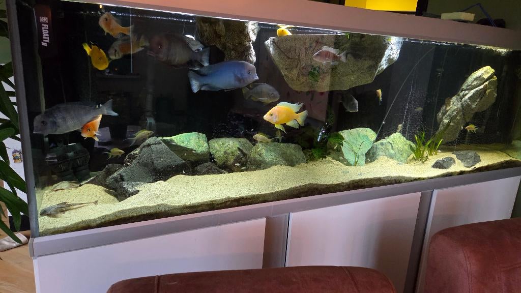 Malawi Aquarium Visbestand – Complete Groep, Dieren en Toebehoren, Vissen | Aquariumvissen, Vis, Zoetwatervis