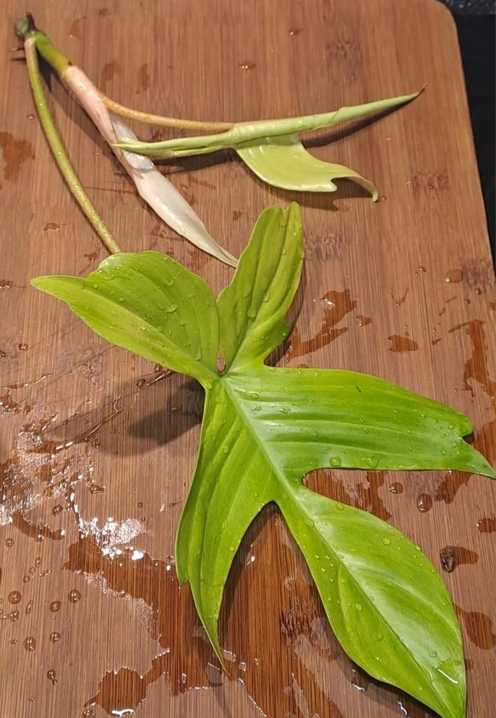 Philodendron Florida Ghost, Huis en Inrichting, Kamerplanten, Ophalen of Verzenden, Halfschaduw, Minder dan 100 cm