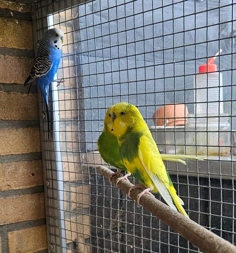 Grasparkieten uit buitenvoliere, Dieren en Toebehoren, Mannelijk, Parkiet, Geringd