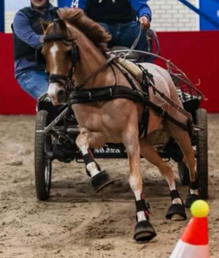 Lieve mooie  knapoe (men) pony, Dieren en Toebehoren, Ruin, B pony (1.17m tot 1.27m)