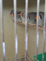 ZEBRAVINKEN (koppels), Meerdere dieren