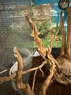 Jonge wimpergekko’s, Dieren en Toebehoren, Reptielen en Amfibieën, Hagedis, 0 tot 2 jaar