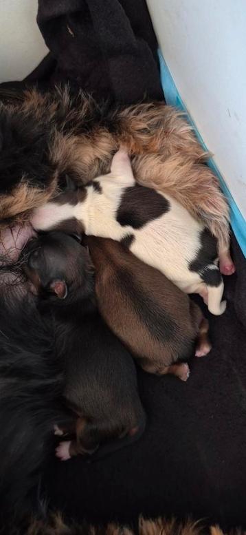 3 super mooie shih tzu pups  beschikbaar voor biedingen