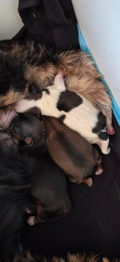 3 super mooie shih tzu pups, Dieren en Toebehoren, Honden | Chihuahua's en Gezelschapshonden, Meerdere dieren, Overige rassen