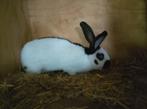 Lotharinger groot, Dieren en Toebehoren, Mannelijk, Groot, 0 tot 2 jaar