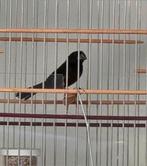 Picolet/ Curio uit Frans-Guyana, Dieren en Toebehoren, Vogels | Overige Vogels, Mannelijk