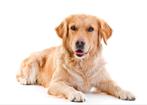 Honden oppas aangeboden, Diensten en Vakmensen, Dieren | Honden | Verzorging, Oppas en Les