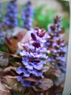 Ajuga rood/bruinblad bodembedekker, Halfschaduw, Bodembedekkers, Ophalen of Verzenden, Lente